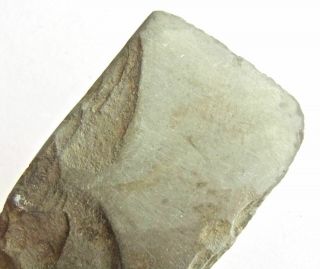 500 - 5000yrs Aleut Artifact Kodiak Islnd Ak Inuit Stone Adze Or Chisel Blade 188