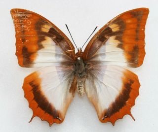 Butterfly X1 Female Charaxes Protoclea Azota (kenya) Form