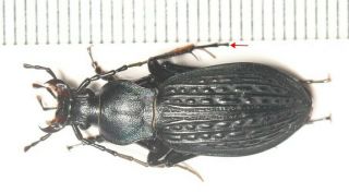 Carabidae Carabus Apotomopterus Sp.  Guangxi (4)