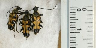 Brachyleptura Vexatrix [3x] A1 Unmounted Cerambycidae Coleoptera