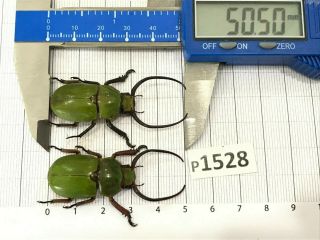 P1528 Cerambycidae Lucanus Insect Beetle Coleoptera Vietnam