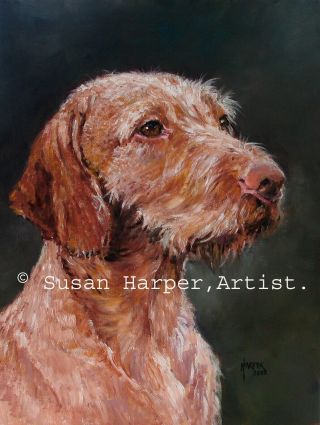Hungarian Wire - Haired Vizsla Signed Dog Print By Susan Harper Unmounted