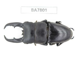 Beetle.  Dorcus Titanus Ssp.  Guizhou,  Mt.  Leigongshan.  1m.  Ba7801.