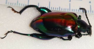 Chrysomelidae Sagra Buqueti 28.  3mm Female Malaysia 22v Frog Leg Beetle Insect