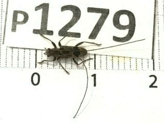P1279 Cerambycidae Lucanus Insect Beetle Coleoptera Vietnam