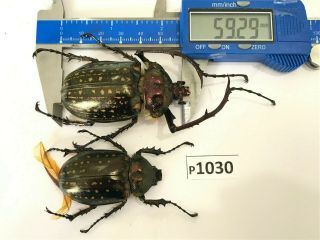P1030 Cerambycidae Lucanus Insect Beetle Coleoptera Vietnam