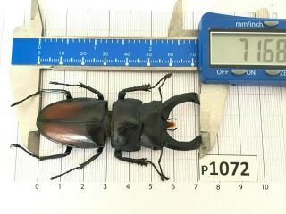 P1072 Cerambycidae Lucanus Insect Beetle Coleoptera Vietnam
