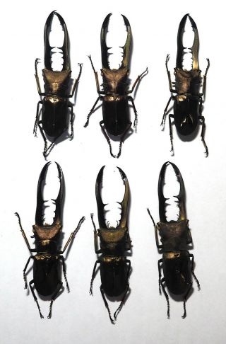 Lucanidae.  6 X Cyclommatus Metallifer Finae.  60 To 64mm.  Peleng Is