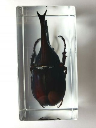 Brown Rhinoceros Beetle Xylotrupes Gideon.  Real Insect Embedded In Clear Resin