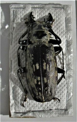 Gigantic Longhorn Beetle Acanthophorus Maculatus Male 65mm 2 5/8 " Fast From Usa