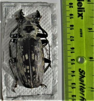 Gigantic Longhorn Beetle Acanthophorus maculatus Male 65mm 2 5/8 