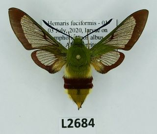 Sphingidae,  Hemaris Fuciformis,  Female,  A1,  Ex Pupa,  Russia