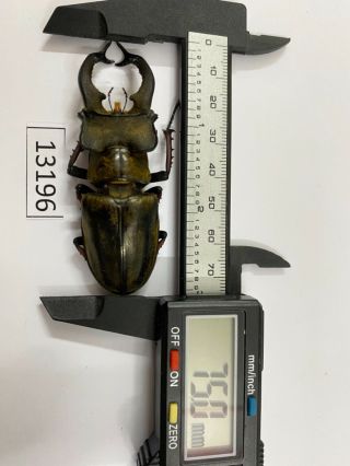 13196 Unmounted Insect Beetle Coleoptera Vietnam (lucanus Sericeus)
