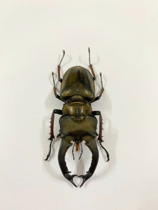 13196 Unmounted insect beetle Coleoptera Vietnam (Lucanus sericeus) 2