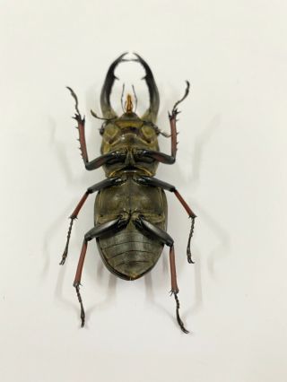 13196 Unmounted insect beetle Coleoptera Vietnam (Lucanus sericeus) 3
