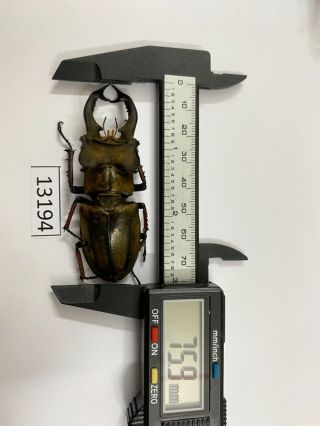13194 Unmounted Insect Beetle Coleoptera Vietnam (lucanus Sericeus)