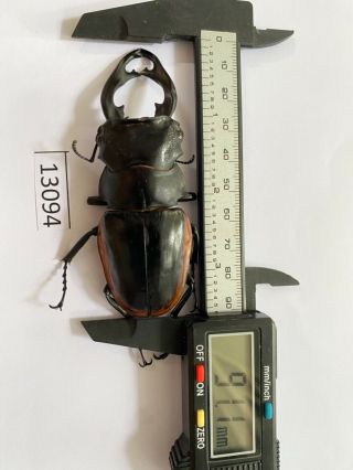 13094 Unmounted Insect Beetle Coleoptera Vietnam (odontolabis Cuvera)
