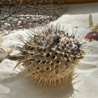 Natural Nautical Decor Dried Puffer Porcupine Real Fish Blowfish 20 - 25cm