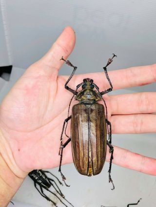 Xixuthrus Microcerus Lunicollis From Indonesia 89mm Cerambycidae