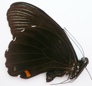 Papilio Alphenor Ssp.  Male From Arfak,  IrinÀn Jaya