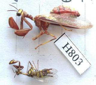 H803 Insect Mantidae Central Viet Nam