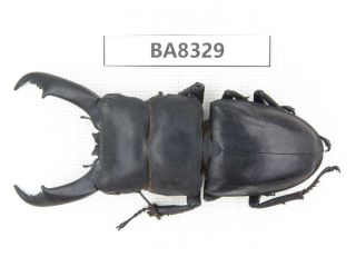 Beetle.  Dorcus Titanus Ssp.  Guizhou,  Mt.  Leigongshan.  1m.  Ba8329.