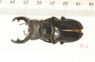 Lucanidae Lucanus Langi Tibet 53.  6mm