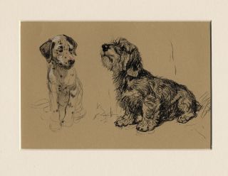 Dandie Dinmont Terrier & Dalmatian Pup Old Cecil Aldin Dog Art Print Mounted