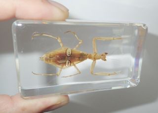 Pointy Eye Mantis Creobroter Sp In 73x40x22 Mm Block Learning Insect Specimen