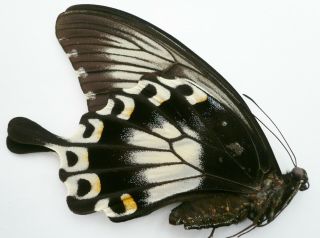 Papilio Ascalaphus Fukuyamai Female From Peleng Isl.