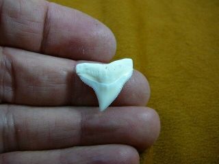 (s930 - 73 - 4) 7/8 " Modern Bull Shark White Sharks Tooth Silver Or Gold Pendant