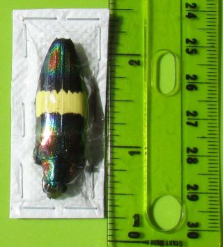 Rare Metallic Jewel Beetle Chrysochroa Toulgoeti Fast From Usa