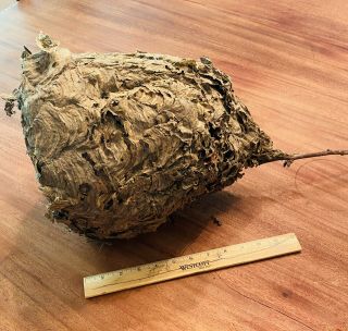 Large Paper Wasp Nest,  Bee Hornet Man Cave Cabinet Of Curiosities 9.  5” Diameter