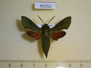 45552p Sphingidae Basiothia Medea Madagascar