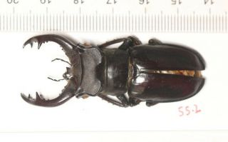 Lucanidae Lucanus Langi 55.  2mm Tibet
