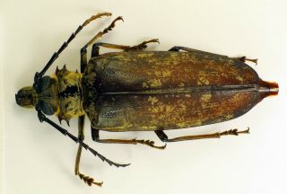 Tithoes Maculatus Female 72mm (cerambycidae)