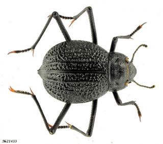 Coleoptera Tenebrionidae Onymacris Plana Namibia 19mm