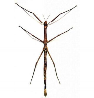 Real Giant Tirachoidea Westwoodi Walking Stick Insect Bug Unmounted In Usa