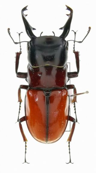 Beetles,  Lucanidae,  Calcodes Johani,  34 Mm,  Sulawesi