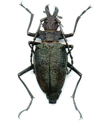 Coleoptera - Cerambycidae - Psalidognathus Superbus - Peru Female 46.  7 Mm,