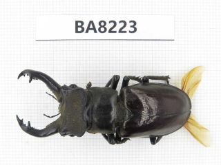 Beetle.  Lucanus Langi.  Tibet,  Motuo County.  1m.  Ba8223.