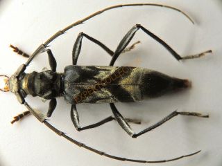 Cerambycidae - Mallocera Amazonica French Guiana Khf1862
