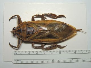 Belostomatidae - Lethocerus Indicus 84mm Sri Lanka Kdx944