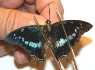 Charaxes Taverniensis Rare From Cameroon
