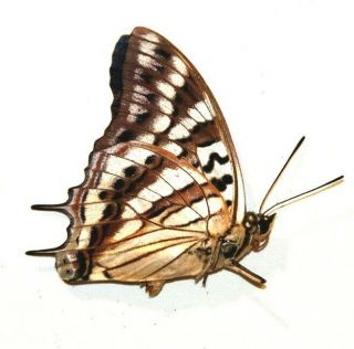 Charaxes taverniensis RARE from Cameroon 2