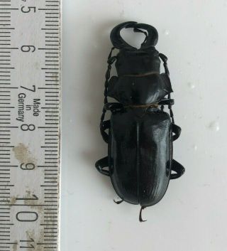 Prionidae,  Notophysis Johnstoni,  D.  R.  Congo,  Giant,  48 Mm,  A1