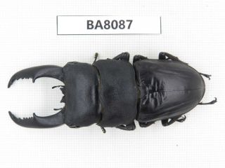 Beetle.  Dorcus Titanus Ssp.  Guizhou,  Mt.  Leigongshan.  1m.  Ba8087.