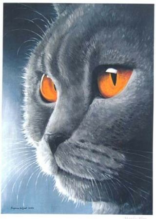 British Blue Shorthair Cat Art Print From Painting By Suzanne Le Good