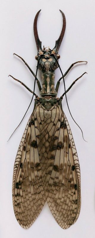 Acanthacorydalis Orientalis 116mm From Yuexi Anhui 1116