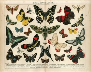 1895 Butterflies Moths Hornet Moth Antique Chromolithograph Print A.  Reichert